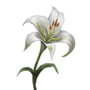 Grave Lily