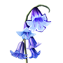 Giant Bluebell