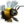 Janthiri Bee