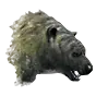 Polar Bear